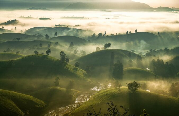 sunset, tea, hill, asia, vietnam, nature, landscape